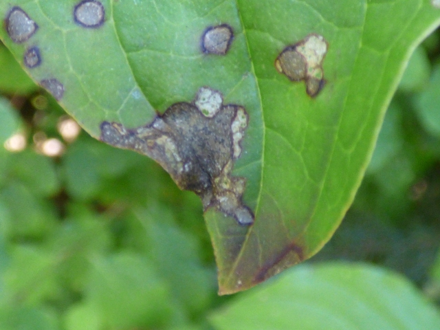 Fungicidy - postřiky proti plísním