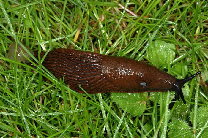 Moluskocidy