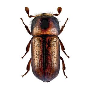 Lineatin Kombi - 5 ks